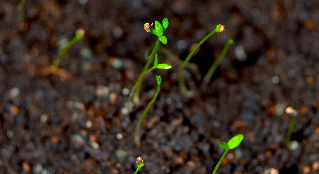 Seeds by Mohammad Zeeshan Unsplash