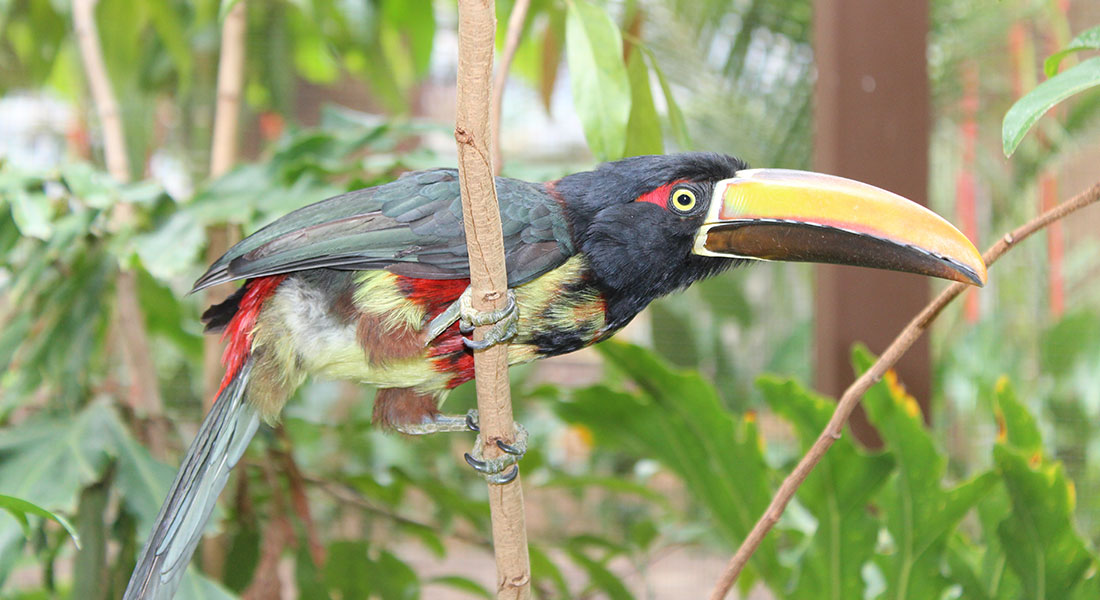 Picture of toucan